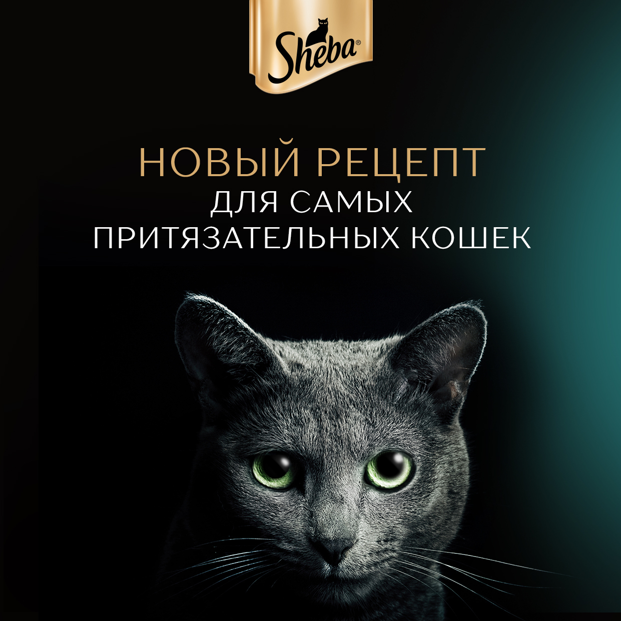 Корм Sheba Pate влажный с говядиной, 75г