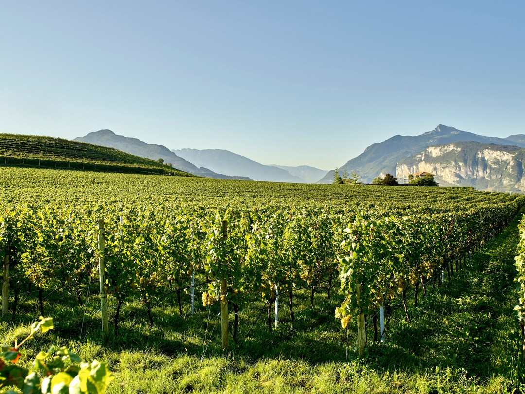 Вино Lavis Pinot Grigio белое сухое, 0.75л