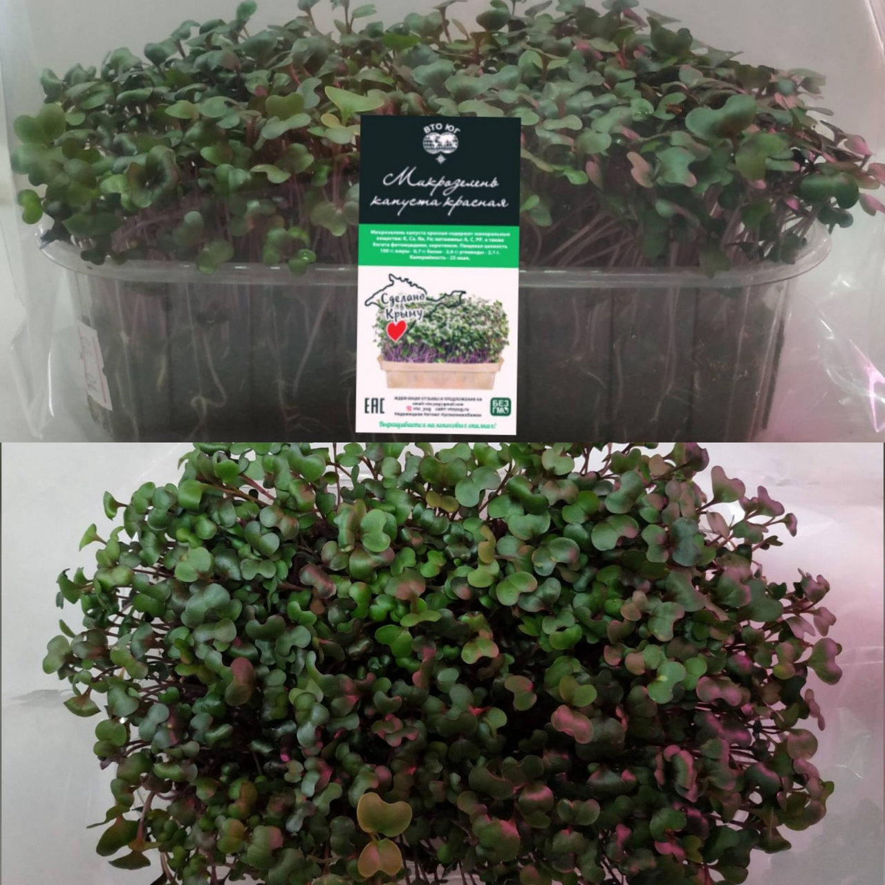 Микрозелень Капуста красная, 100г