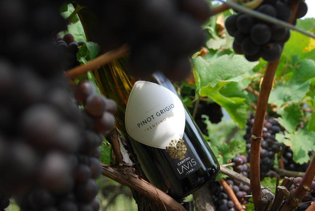 Вино Lavis Pinot Grigio белое сухое, 0.75л