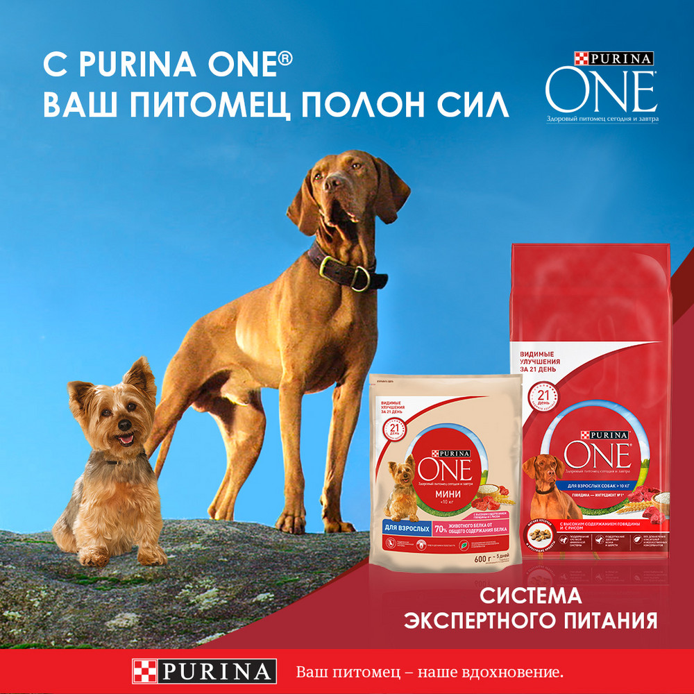 Корм сухой Purina One для взрослых собак ягненок-рис, 10кг