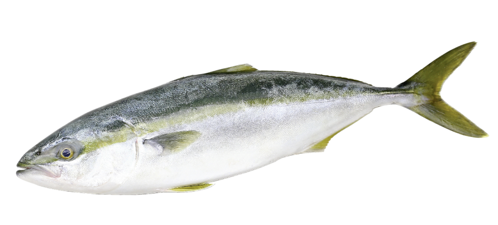 Тунец желтохвостый охлажденный ~0,8-1,3кг