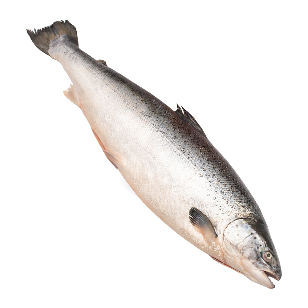 Лосось Мурманский охлажденный ~6,5 кг